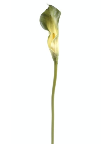 CALLA LILY AROME