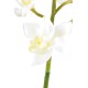 CYMBIDIUM TIGE