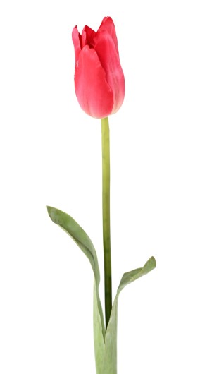 TULIPE