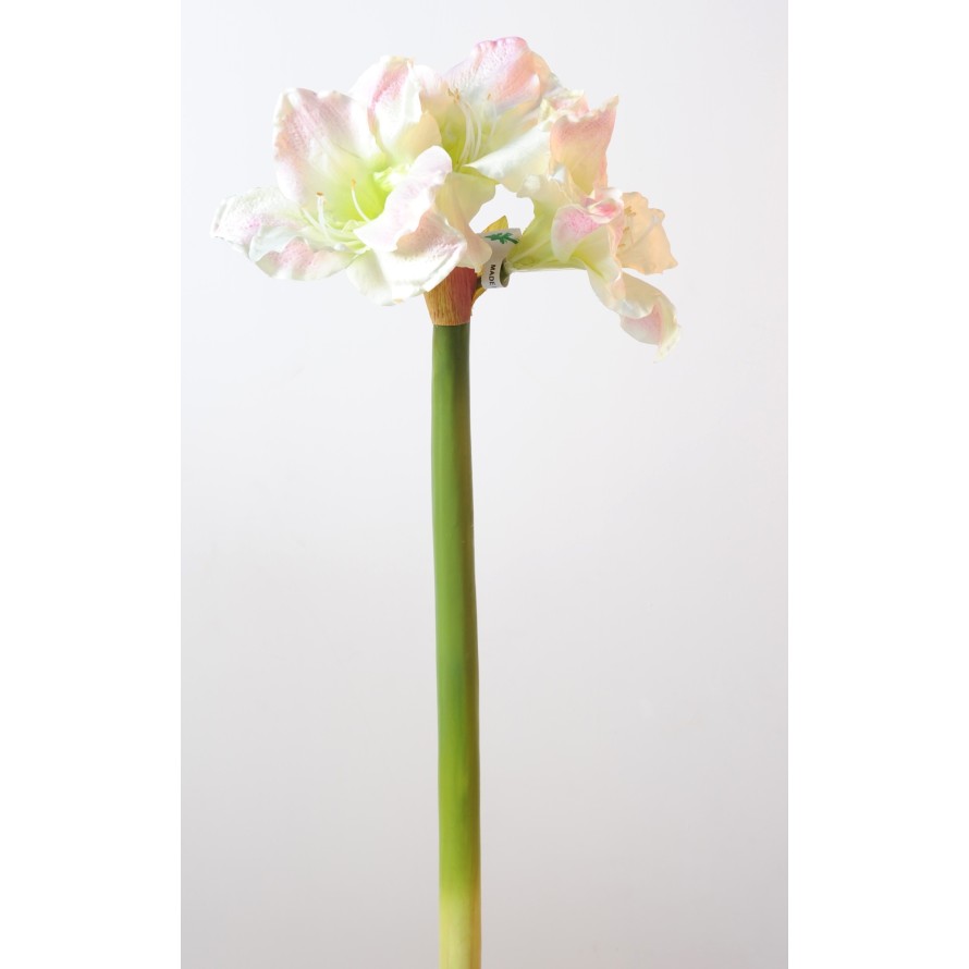 AMARYLLIS STEM 3F