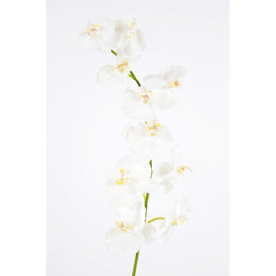 PHALAENOPSIS ROD *10f