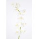 PHALAENOPSIS TIGE *10f