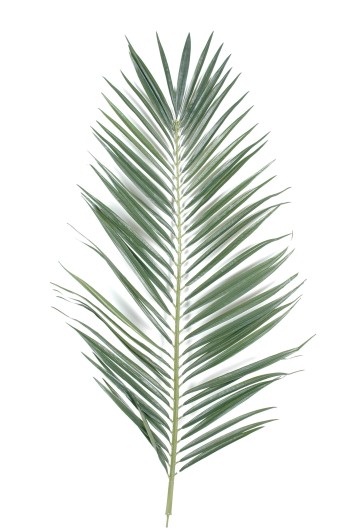 PALME PALMIER MAJESTY