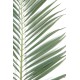 PALME PALMIER MAJESTY