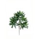 PODOCARPUS SPRAY*240