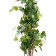 VINE TREE