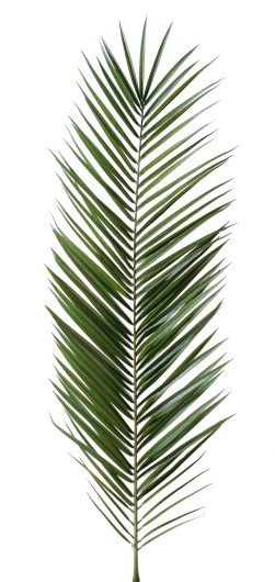 PHOENIX CANARIENSIS PALM