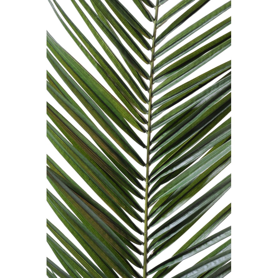 PALME PHOENIX CANARIENSIS