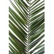 PHOENIX CANARIENSIS PALM