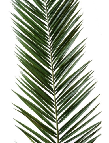 PHOENIX CANARIENSIS PALM