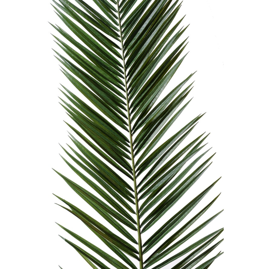 PALME PHOENIX CANARIENSIS