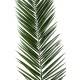 PHOENIX CANARIENSIS PALM