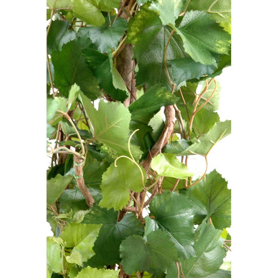 VINE TREE