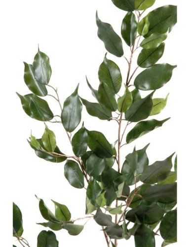 FICUS EXOTICA SPRAY*101