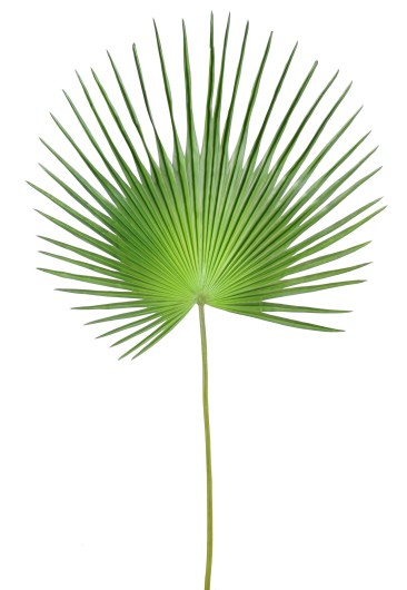 CAMERUS PALM