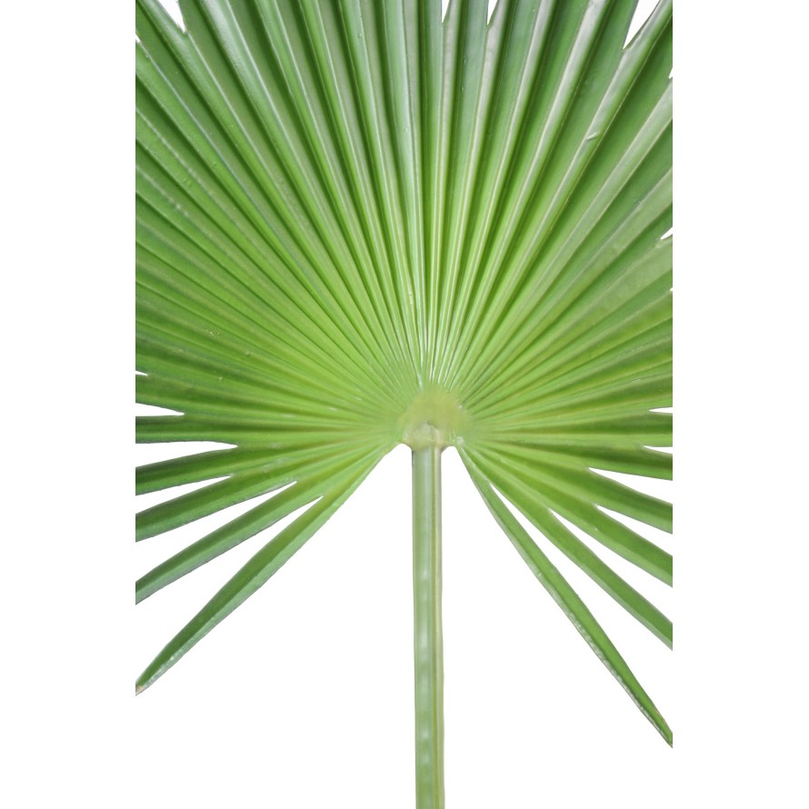 PALME PALMIER CAMERUS