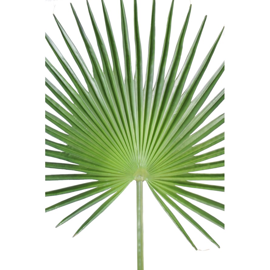 PALME PALMIER CAMERUS