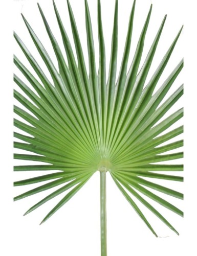 CAMERUS PALM