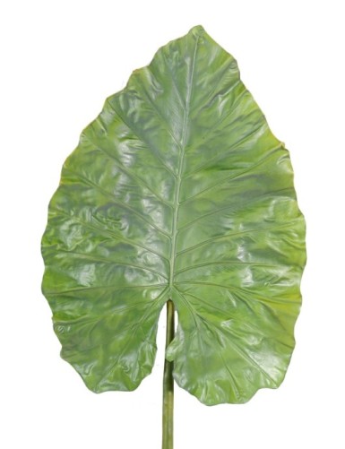 ALOCASIA GIANT LEAF