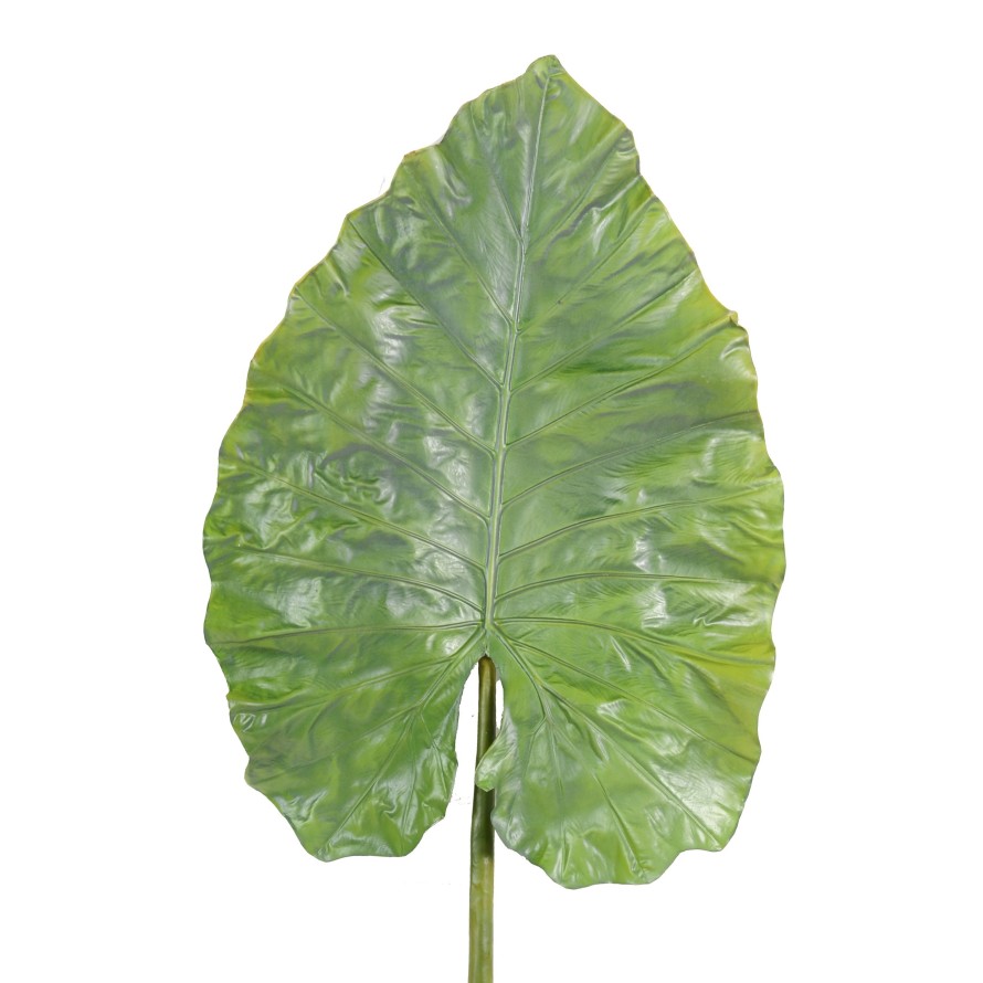 ALOCASIA GIANT LEAF