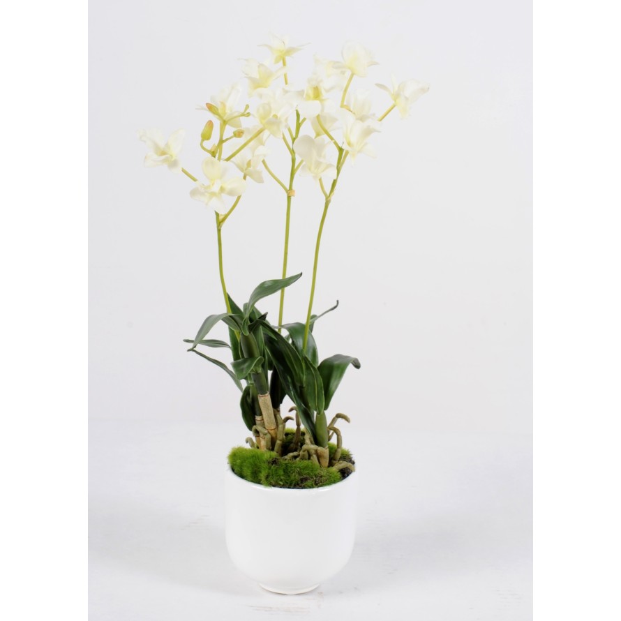 DENDROBIUM POT