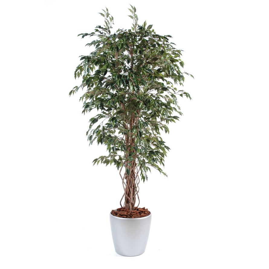 FICUS LIANES EN BOLL