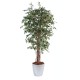 FICUS LIANES EN BOLL