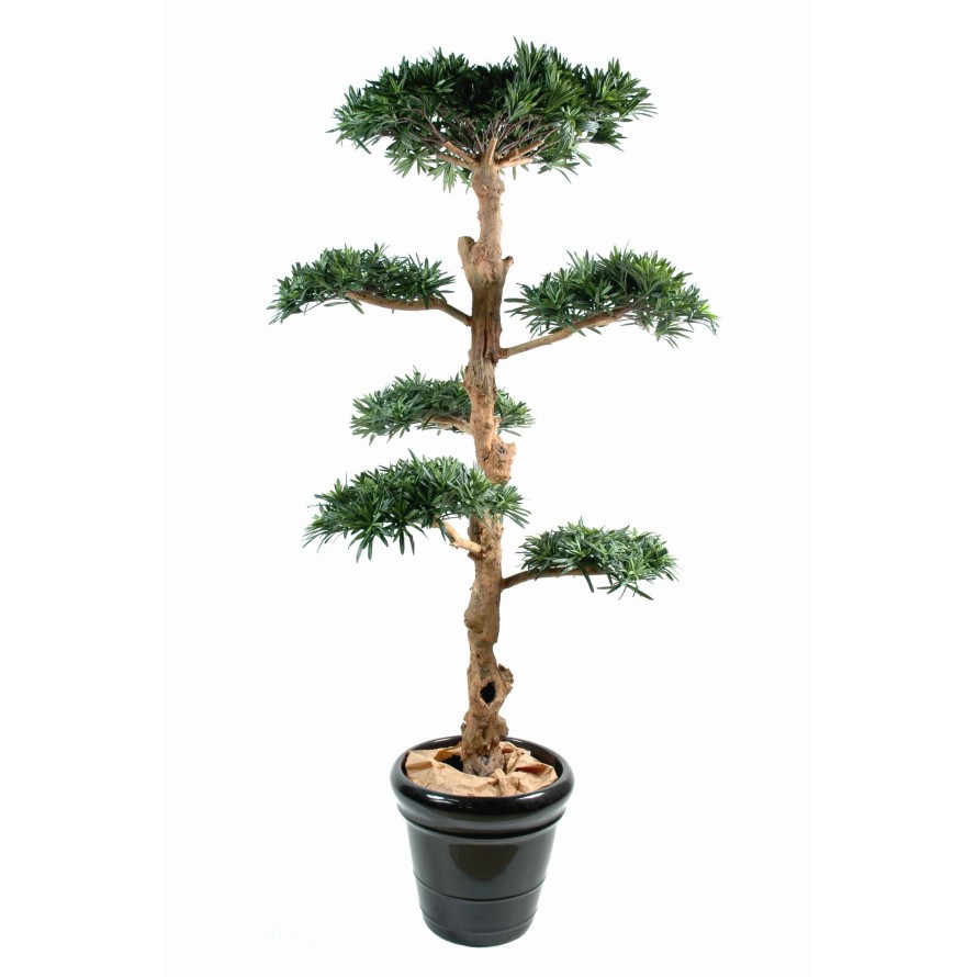 PODOCARPUS LARGE CLOUD