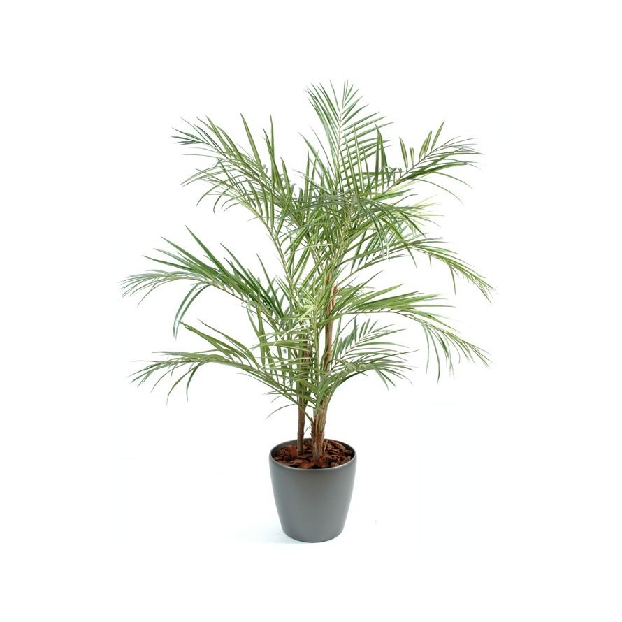 ARECA PALM EN BOLL