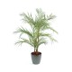 ARECA PALM EN BOLL