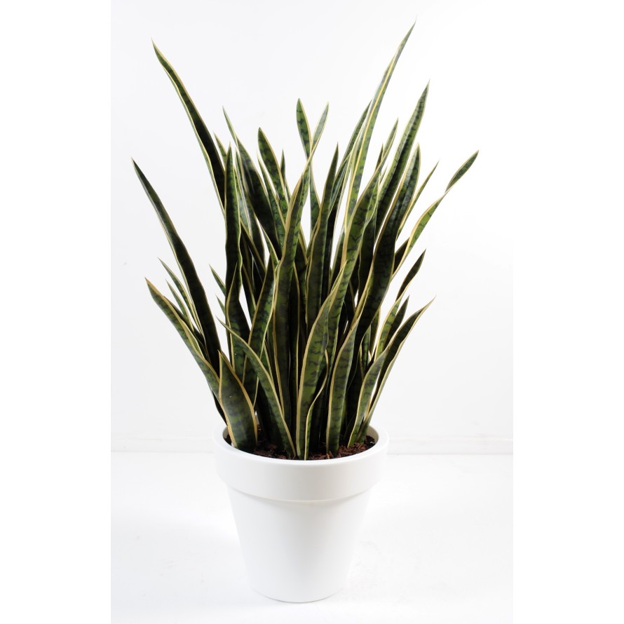 SANSEVIERIA EN POT PURE ROND