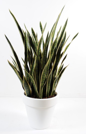 SANSEVIERIA EN POT PURE ROND