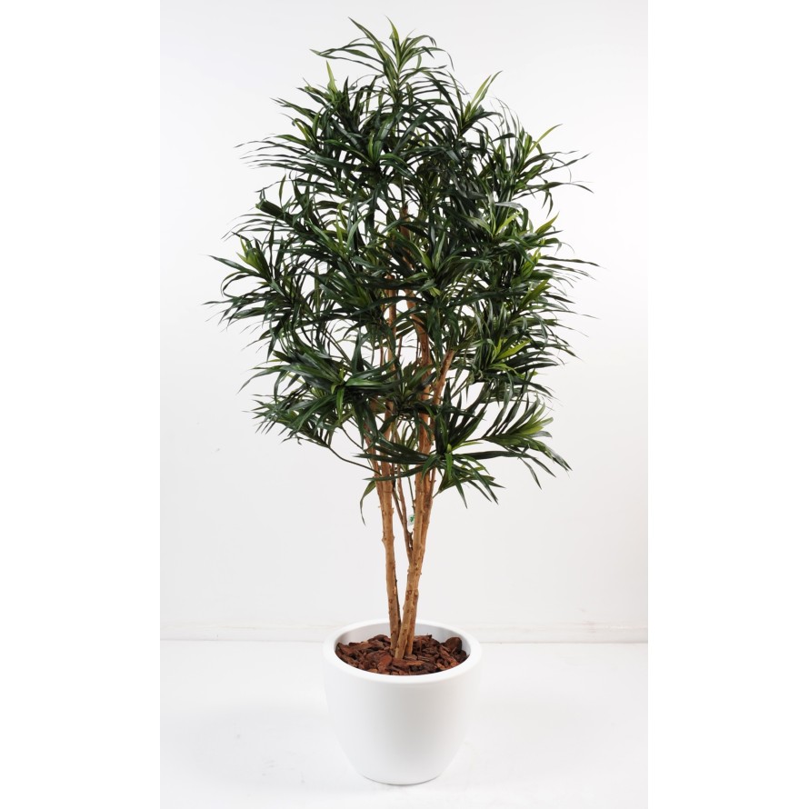 DRACAENA ANITA IN ROUND POT