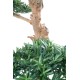 PODOCARPUS LARGE CLOUD