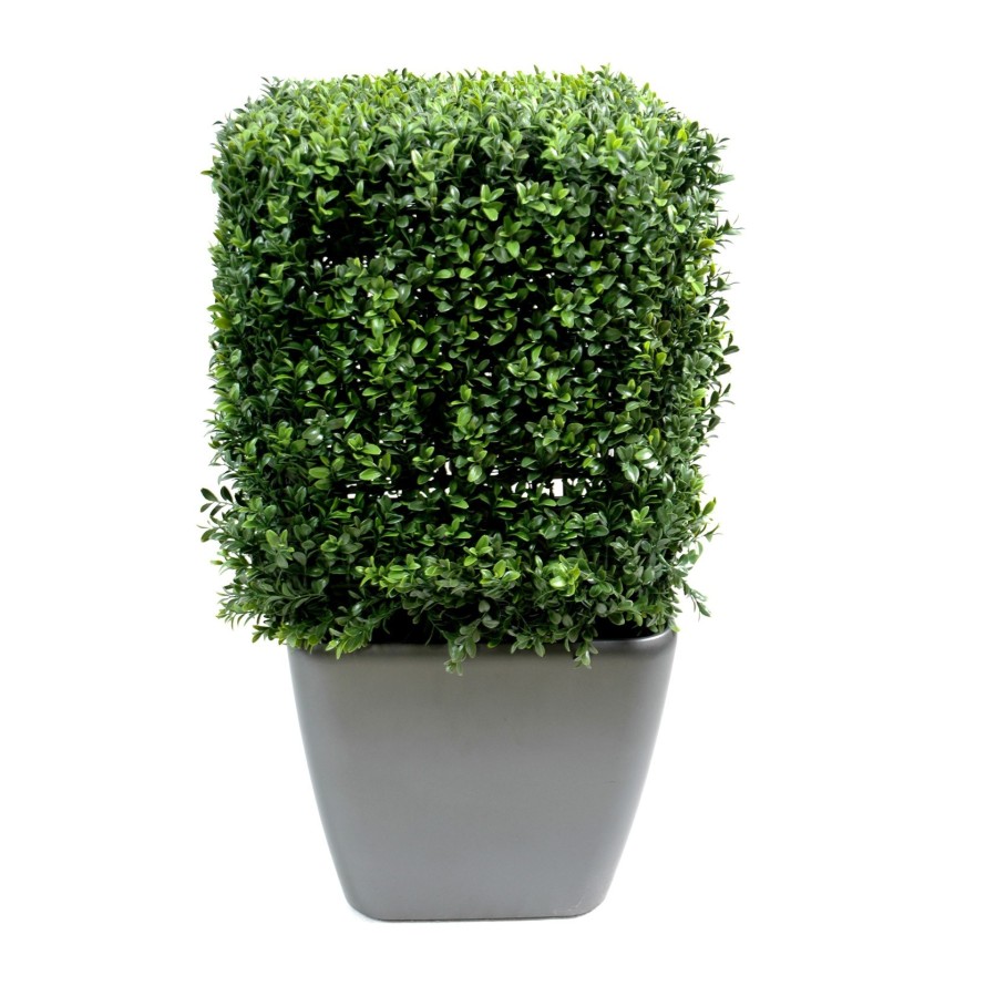 BOXWOOD SQUARE NEW