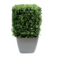 BOXWOOD SQUARE NEW