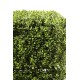 BOXWOOD SQUARE NEW