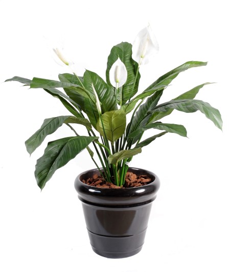 SPATHIPHYLLUM *4FL POT