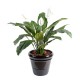 SPATHIPHYLLUM *4FL POT