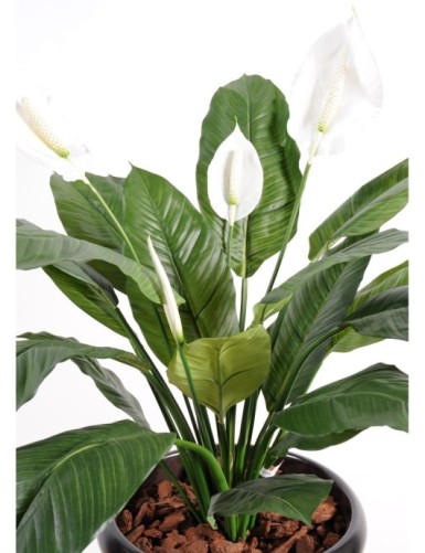 SPATHIPHYLLUM *4FL POT