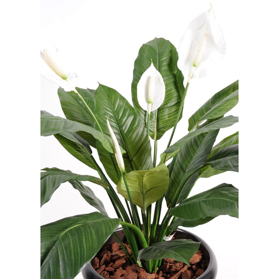 SPATHIPHYLLUM *4FL POT