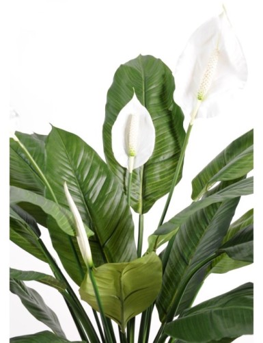 SPATHIPHYLLUM *4FL POT