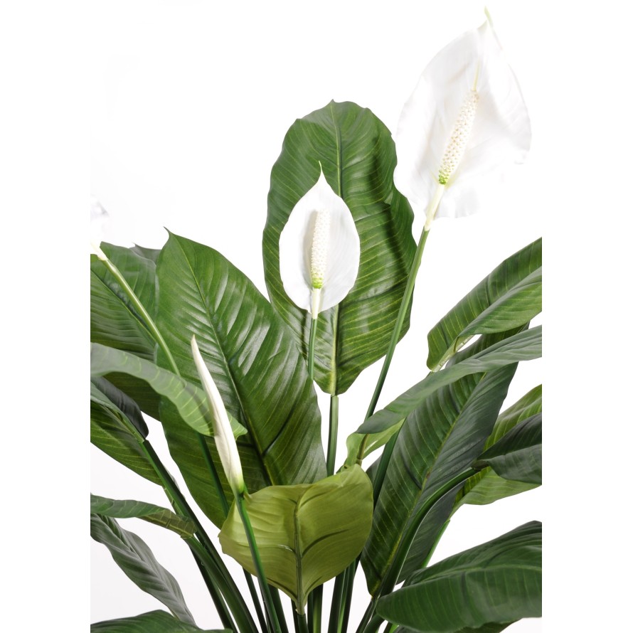 SPATHIPHYLLUM *4FL POT