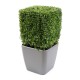 BOXWOOD SQUARE NEW