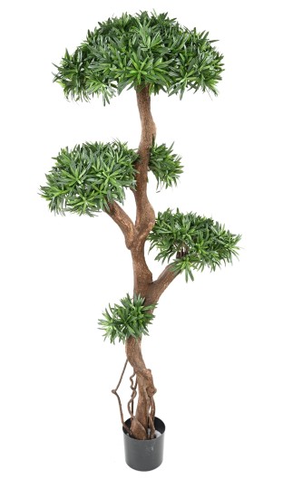 PODOCARPUS TREE
