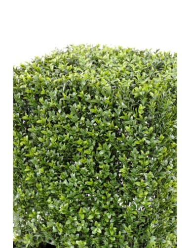 BOXWOOD SQUARE NEW