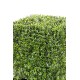 BOXWOOD SQUARE NEW