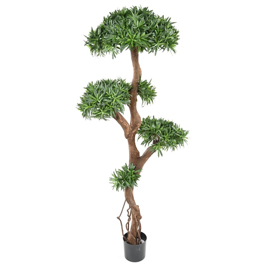 PODOCARPUS TREE