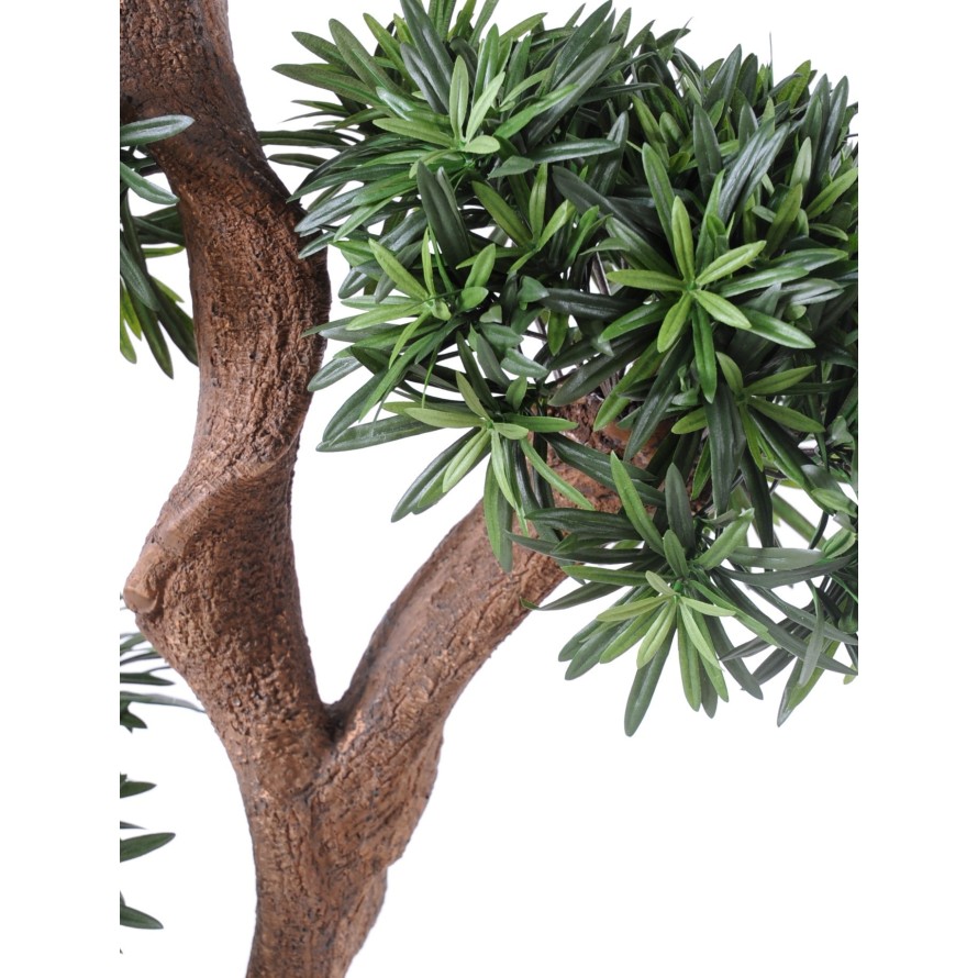 PODOCARPUS TREE