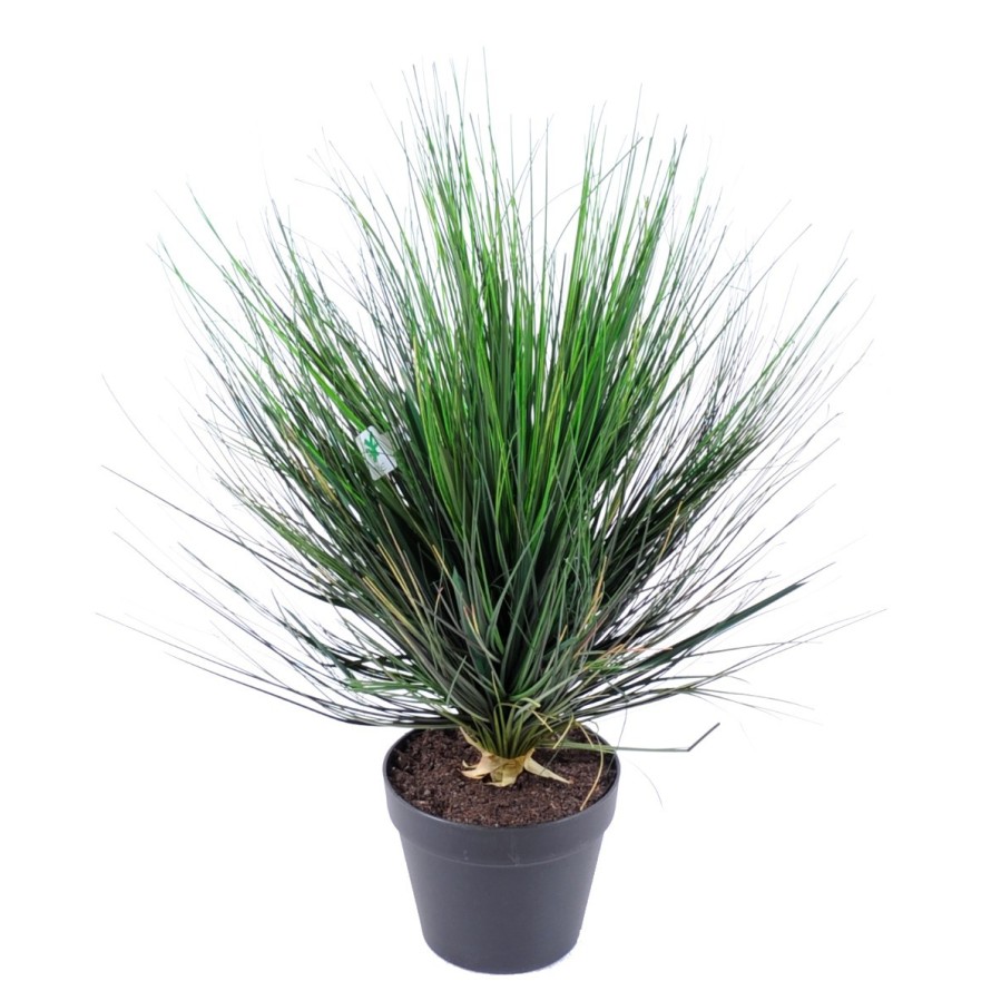 ONION GRASS ROUND